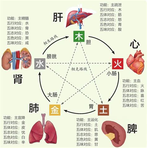 五藏六腑|五脏（中医基础术语）